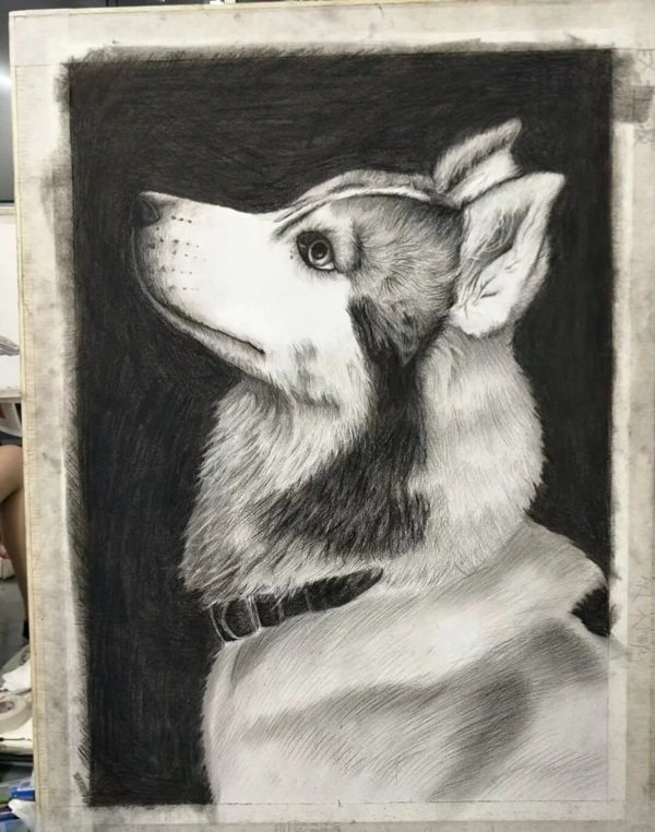 How to draw a husky dog step by step 6