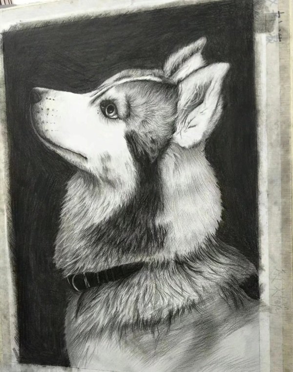 How to draw a husky dog step by step 7