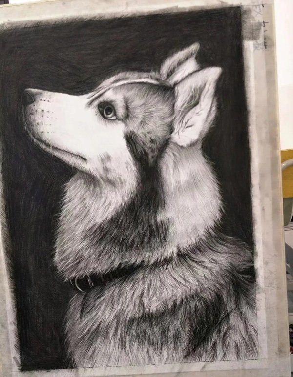 How to draw a husky dog step by step 8