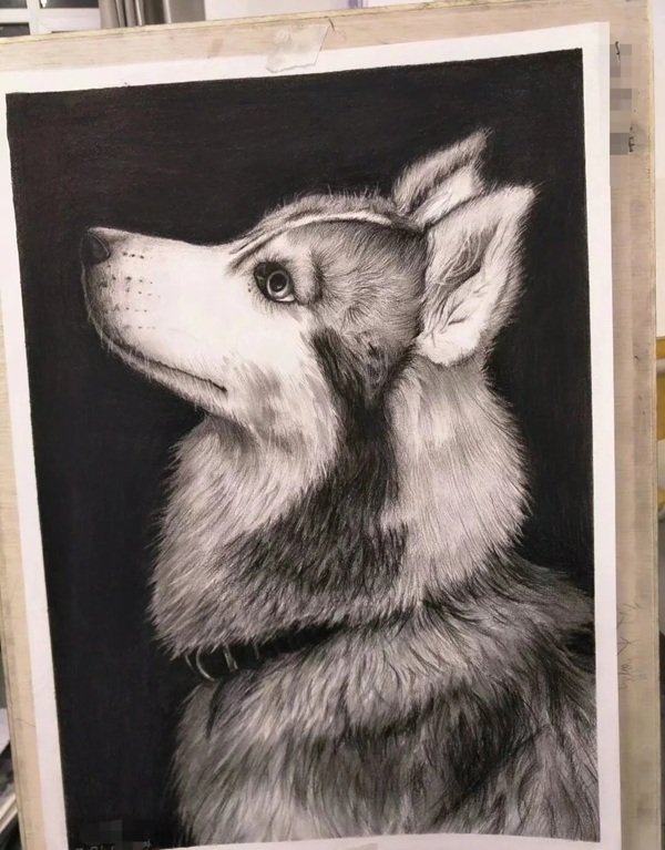 How to draw a husky dog step by step
