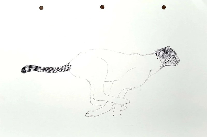 How to draw a jaguar full body 1