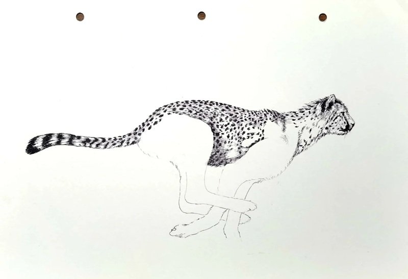 How to draw a jaguar full body 2
