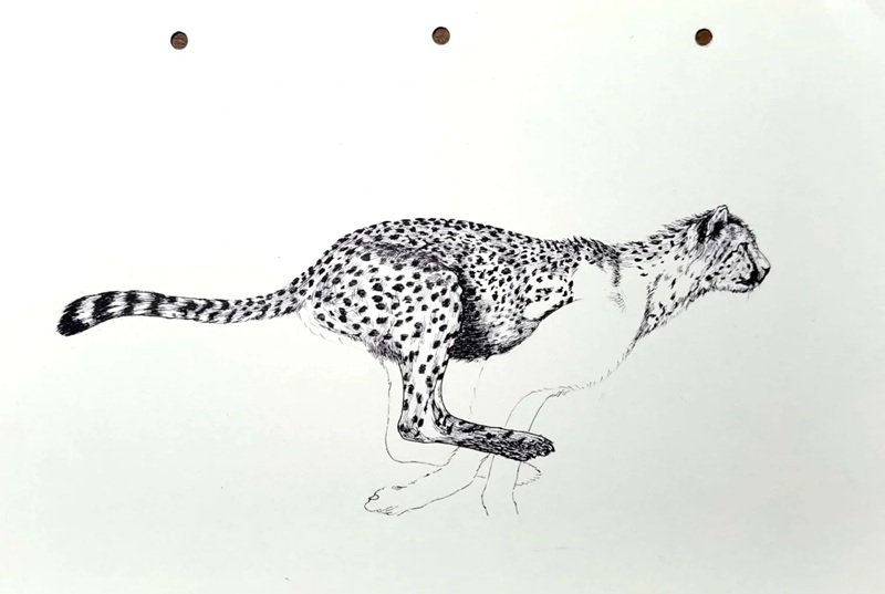 How to draw a jaguar full body 3