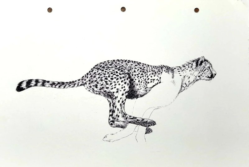 How to draw a jaguar full body 4