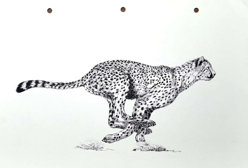 How to draw a jaguar full body