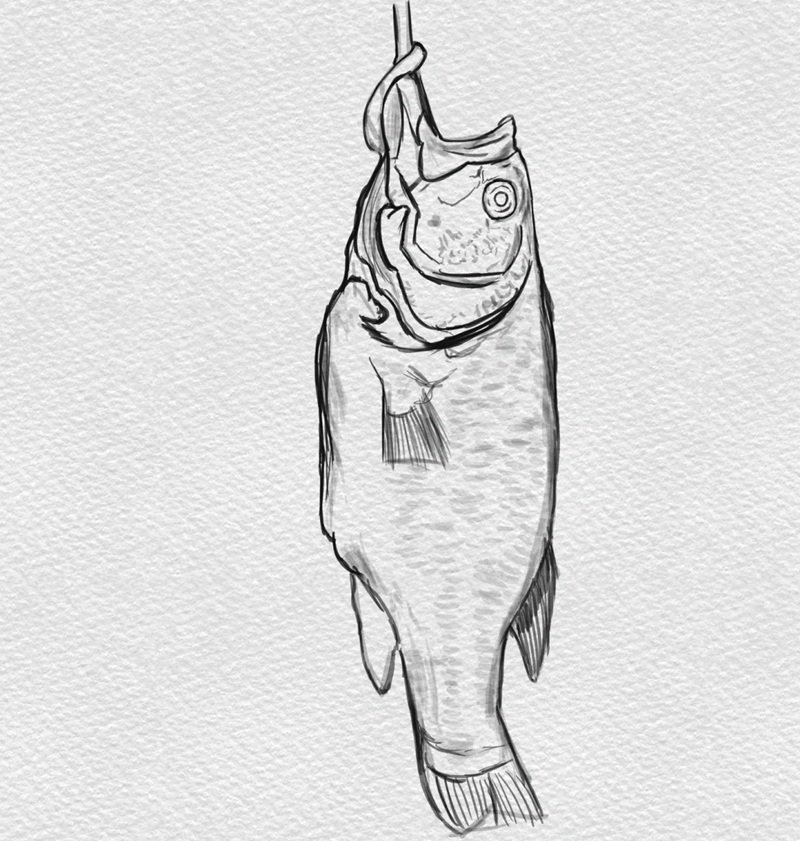 How to draw a largemouth bass 1