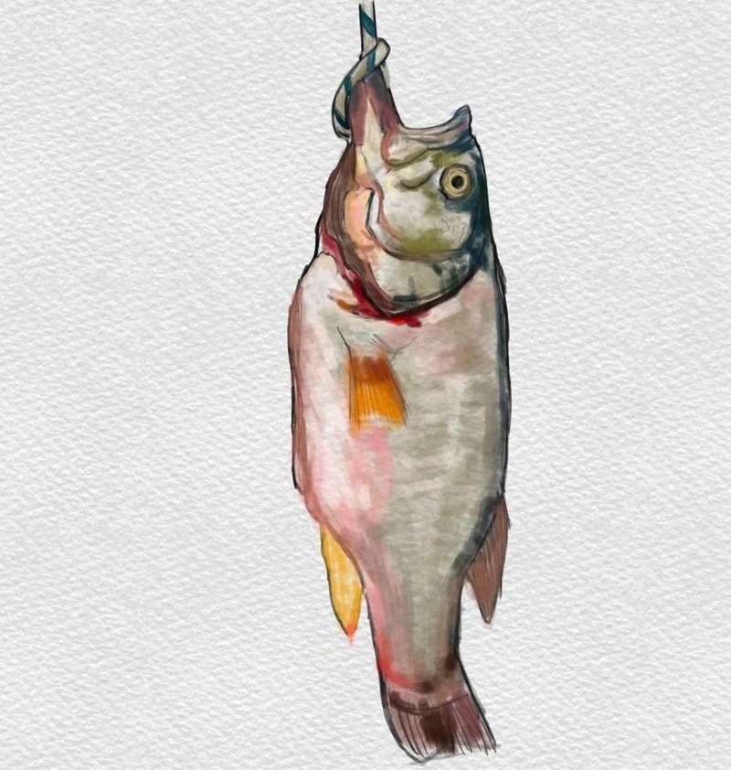 How to draw a largemouth bass 2