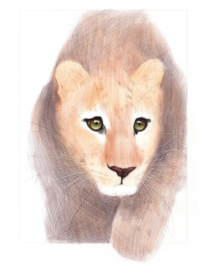 How to draw a leopard easy 2