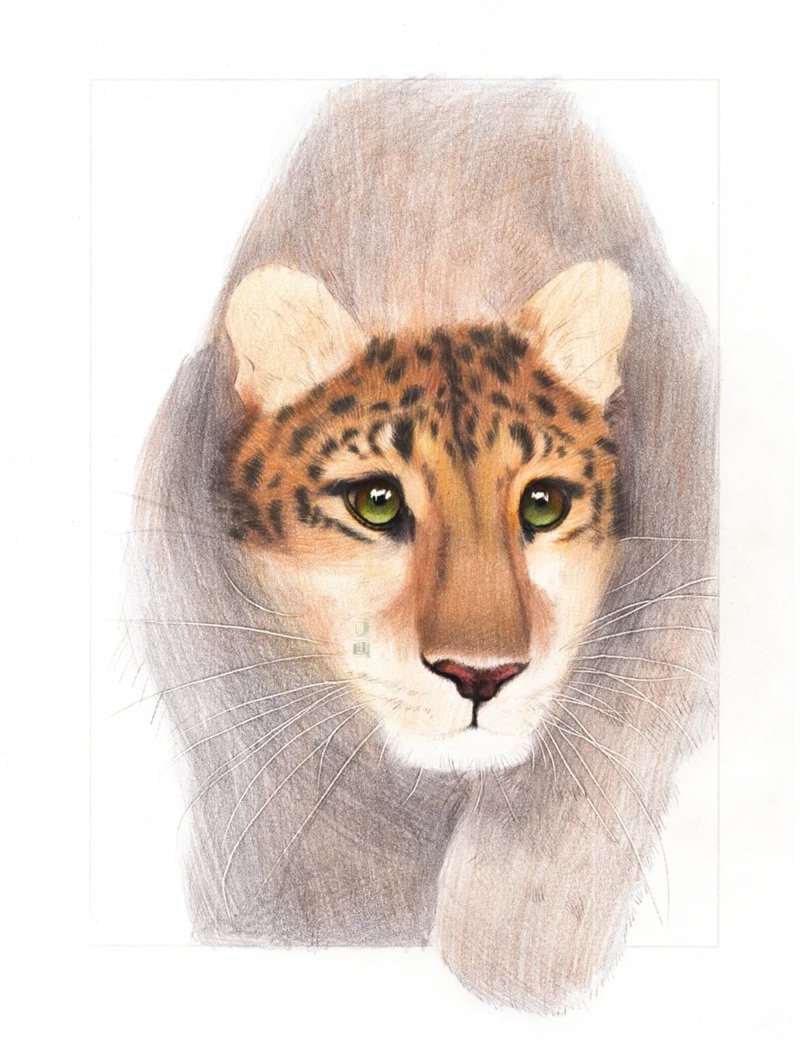 How to draw a leopard easy 3