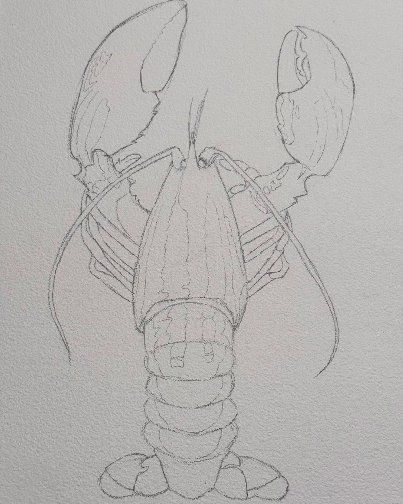 How to draw a lobster 1