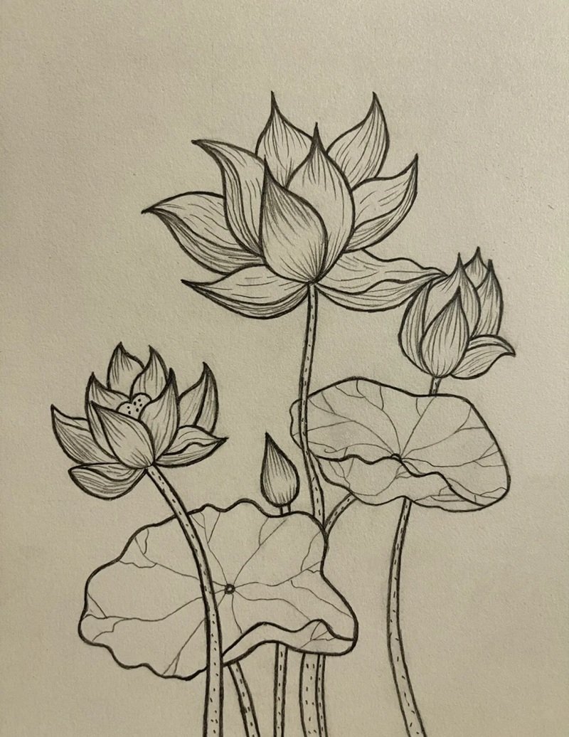 How to draw a lotus flower