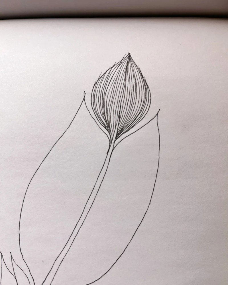 How to draw a peacock feather 2