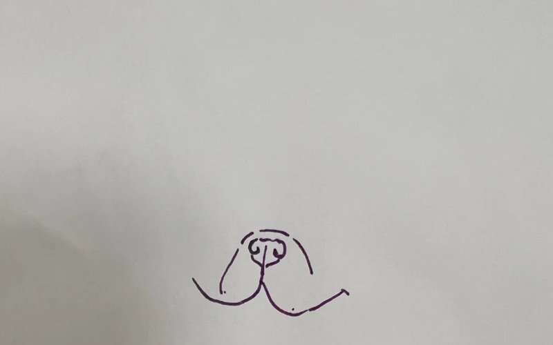 How to draw a pitbull dog 2