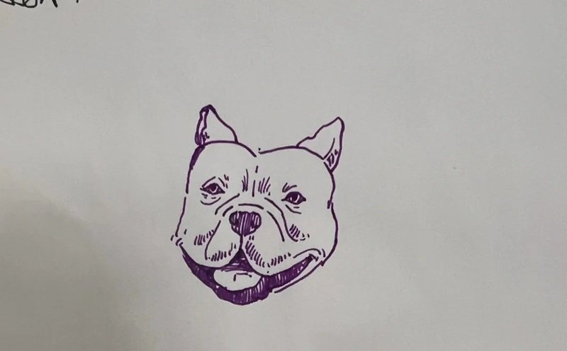 How to draw a pitbull dog 5
