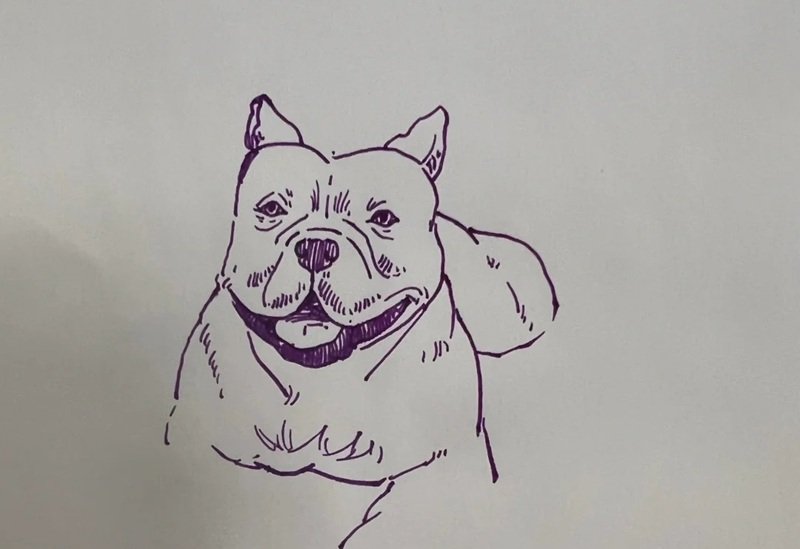 How to draw a pitbull dog 6