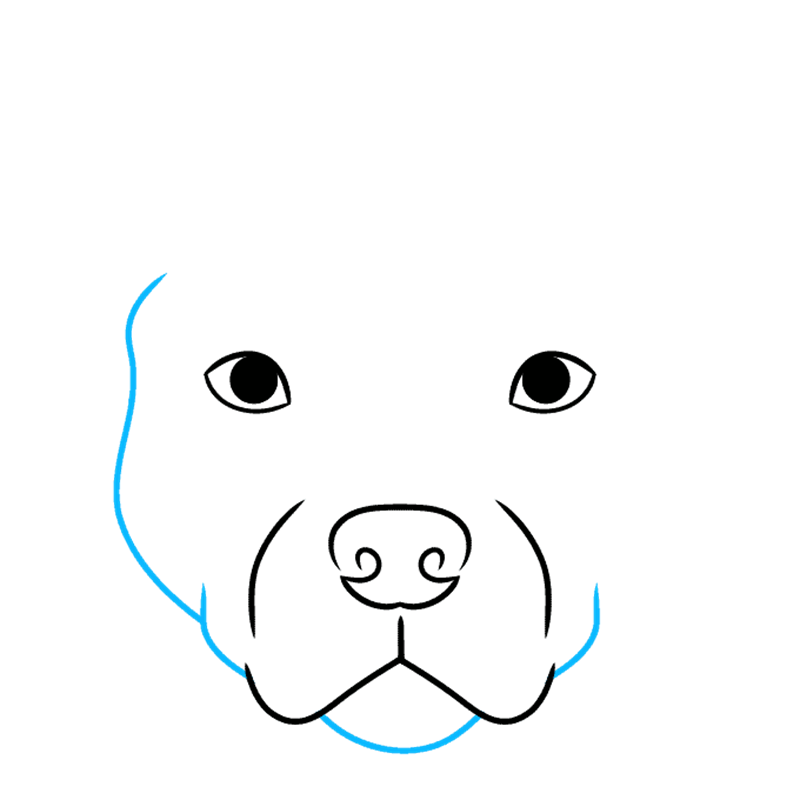 How to draw a pitbull face 4