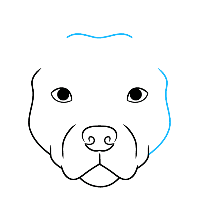 How to draw a pitbull face 5