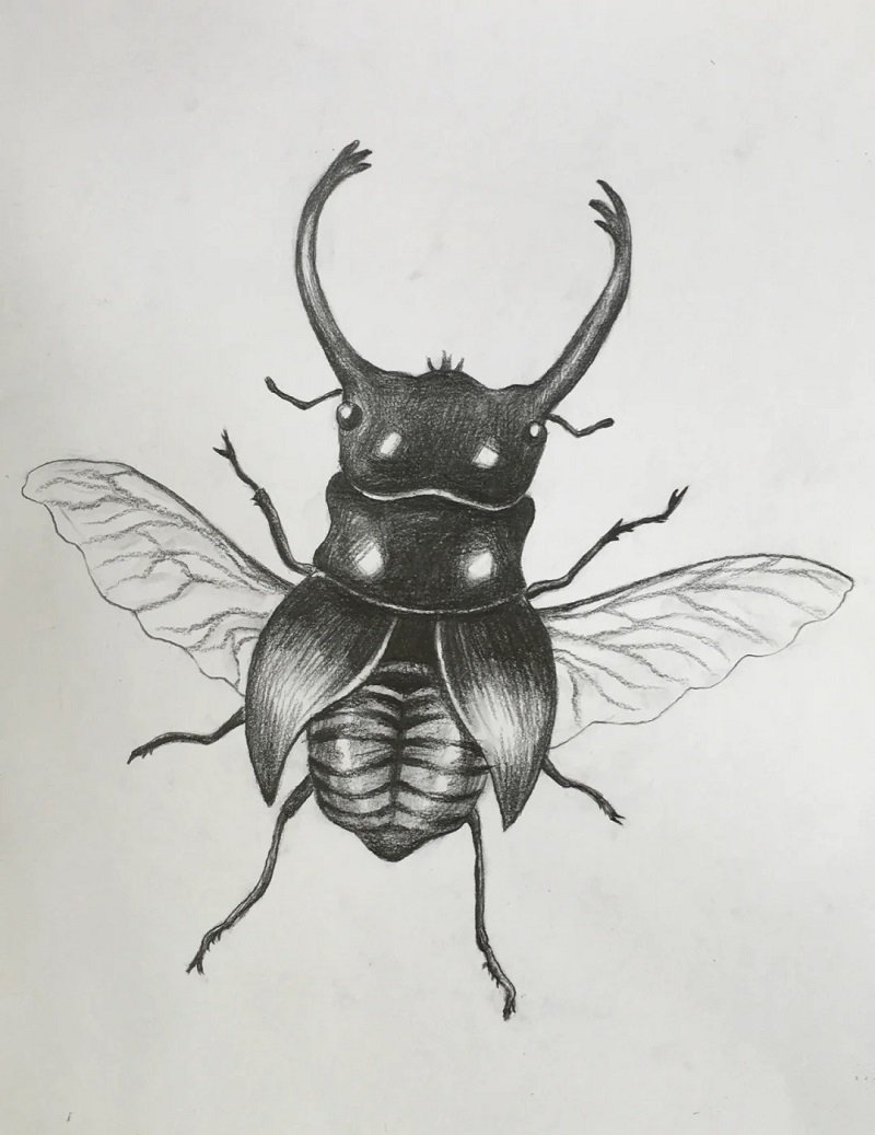 How to draw a Scarab 6