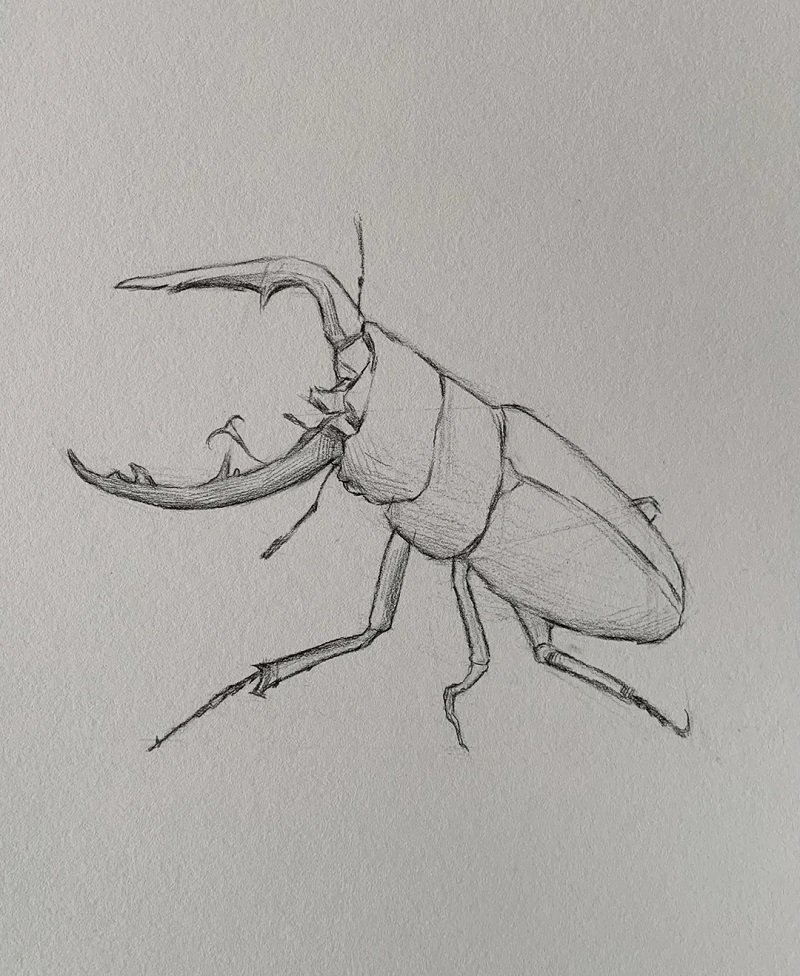 How to draw a Scarab beetle step by step 2