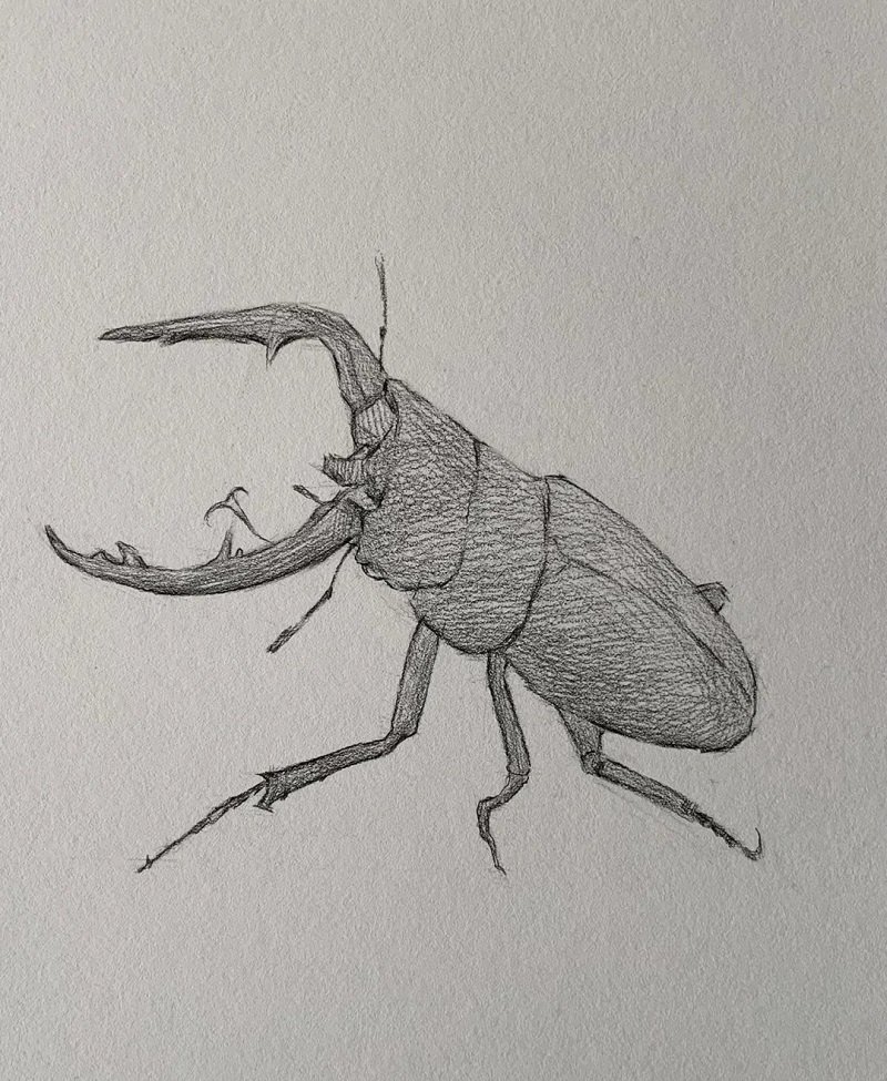 How to draw a Scarab beetle step by step 3