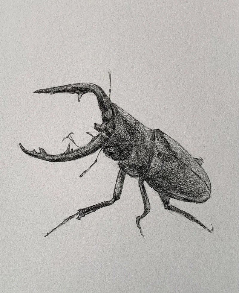 How to draw a Scarab beetle step by step 4