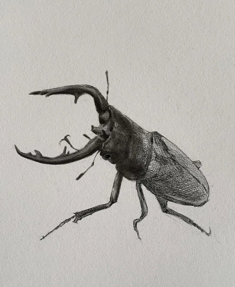 How to draw a Scarab beetle step by step 5