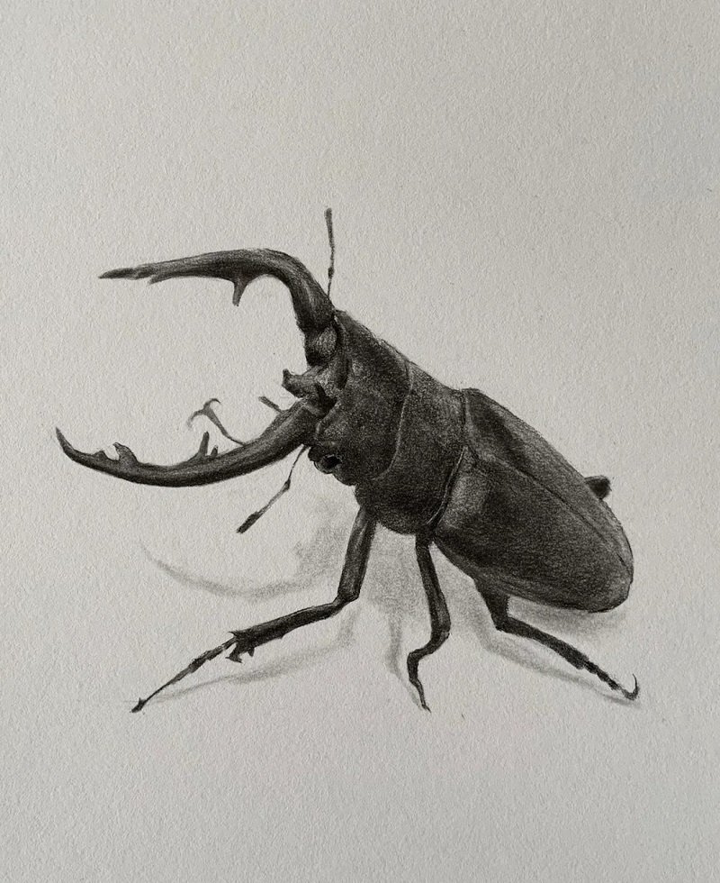 How to draw a Scarab beetle step by step