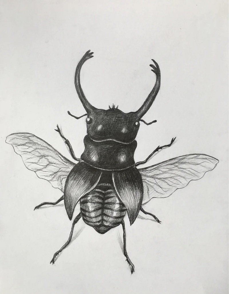 How to draw a Scarab