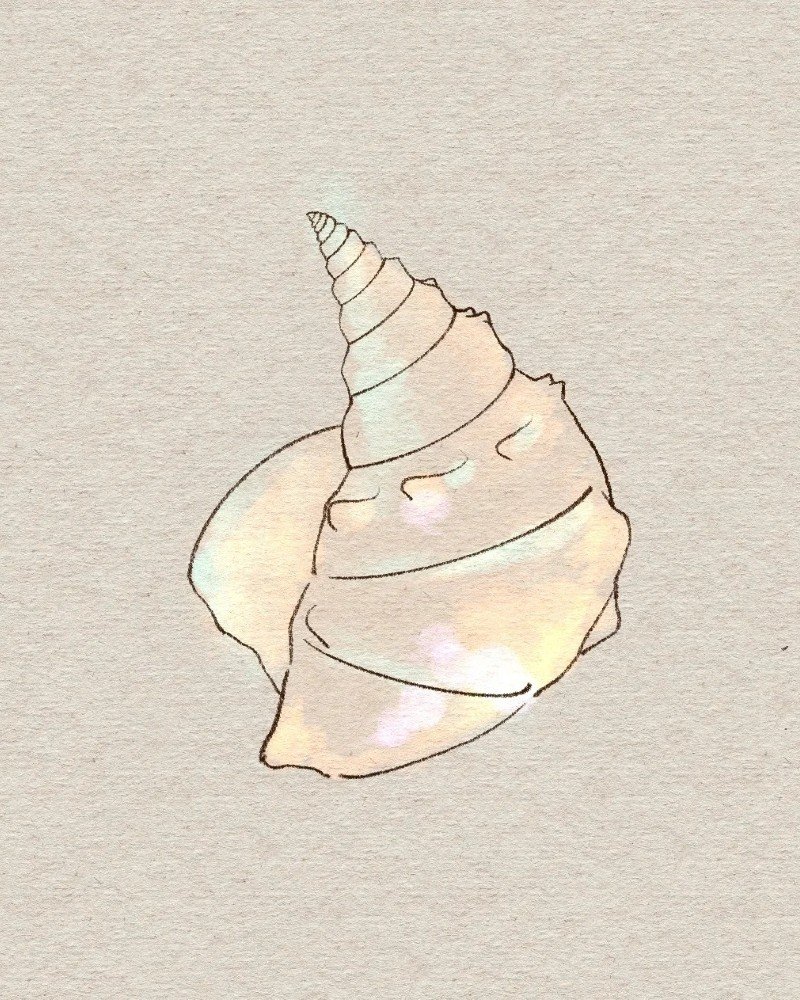 How to draw a seashell easy