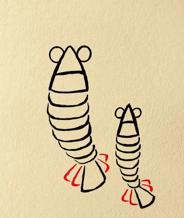 How to draw a shrimp 5