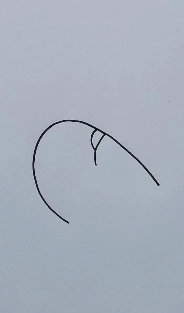 How to draw a shrimp step by step 2