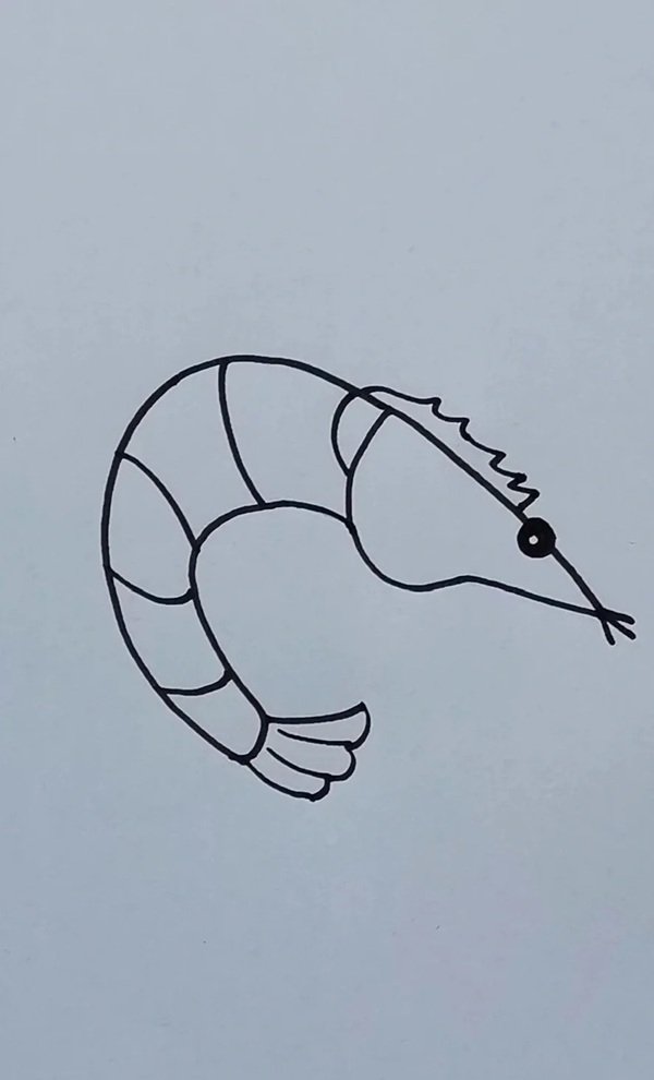 How to draw a shrimp step by step 7
