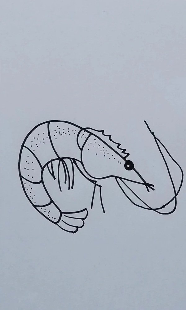 How to draw a shrimp step by step 9