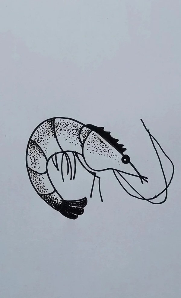 How to draw a shrimp step by step