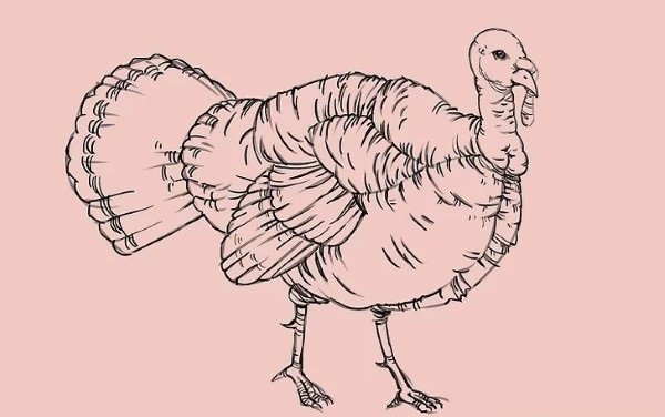 How to draw simple Turkey 10