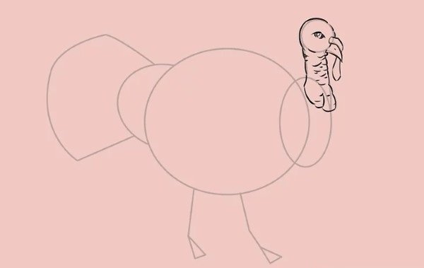 How to draw simple Turkey 5