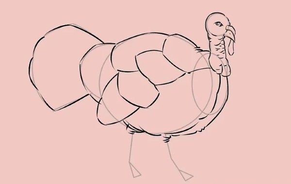 How to draw simple Turkey 7