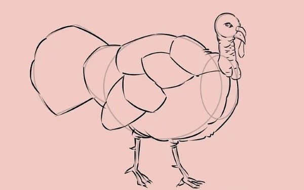 How to draw simple Turkey 8