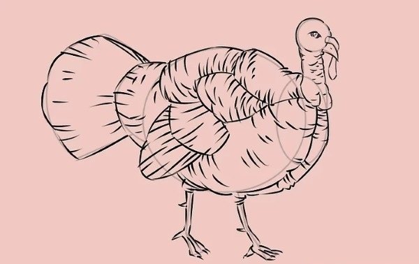 How to draw simple Turkey 9