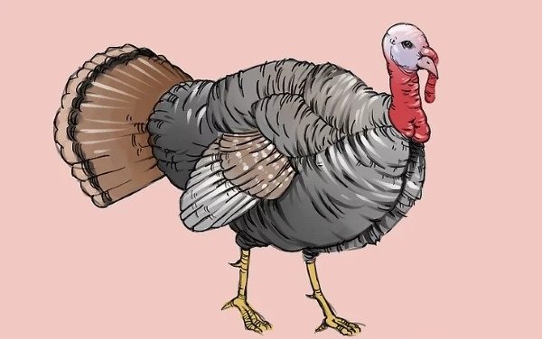 How to draw simple Turkey