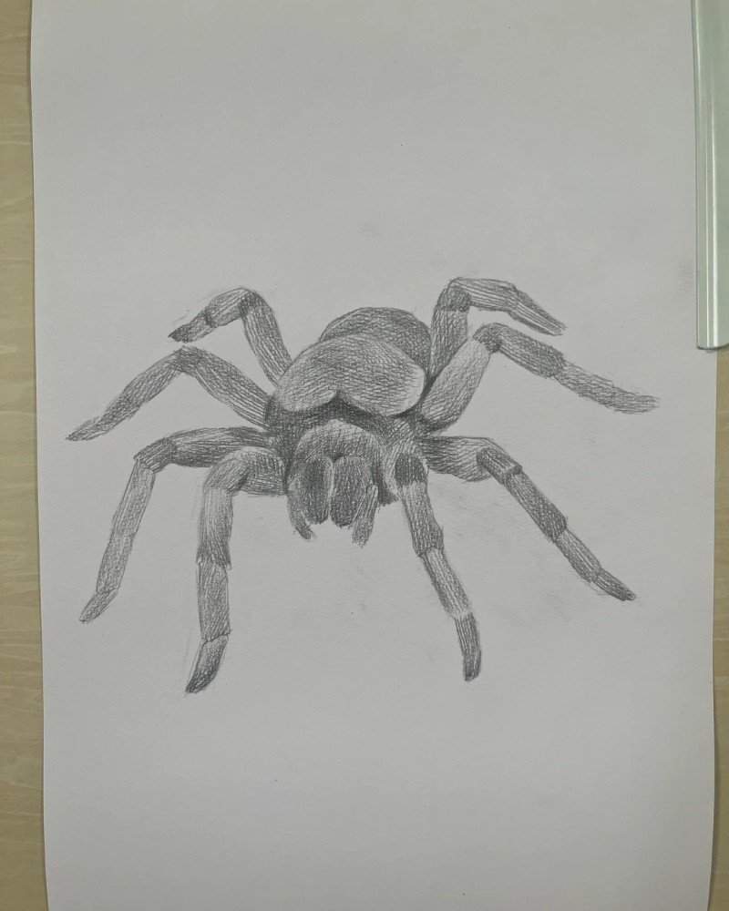 How to draw a Spider 2