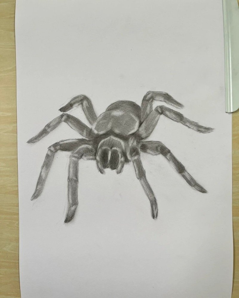 How to draw a Spider 3