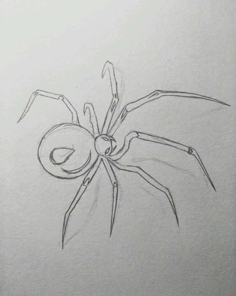 How to draw a Spider step by step 5