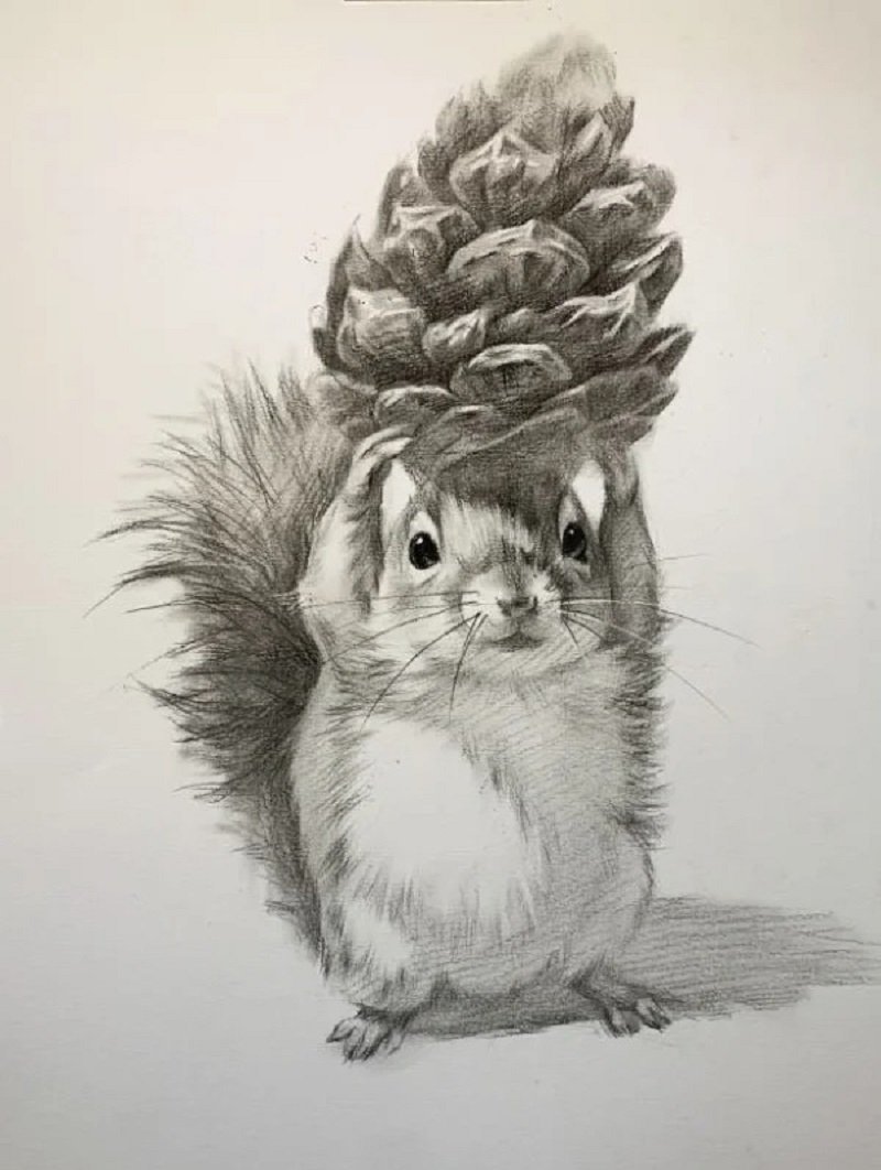How to draw a squirrel easy