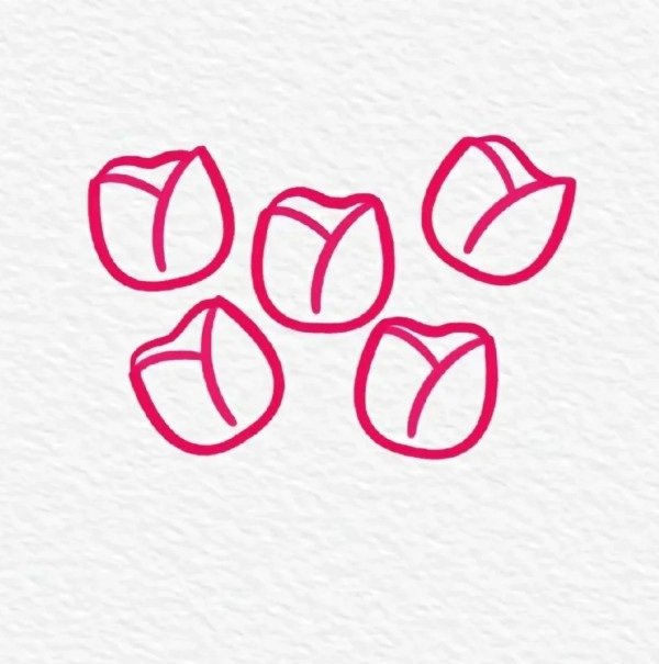 How to draw a tulip step by step 3