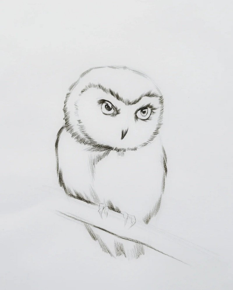 How to draw an easy owl 2