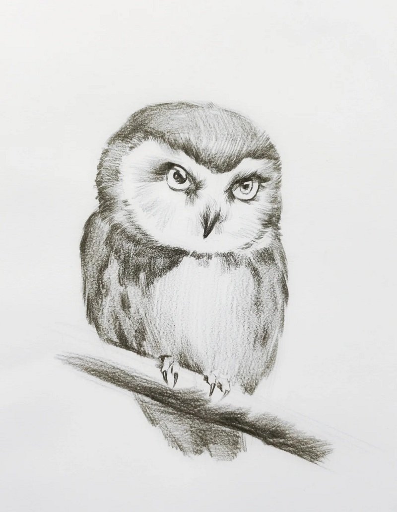 How to draw an easy owl 3
