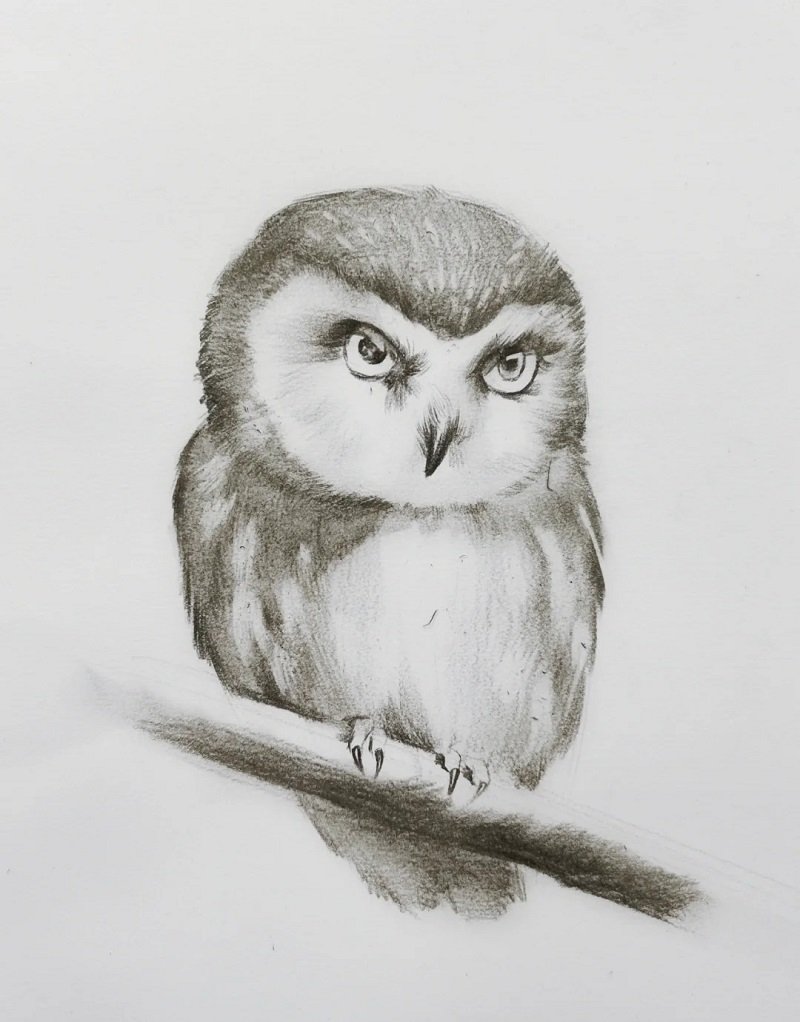 How to draw an easy owl 4