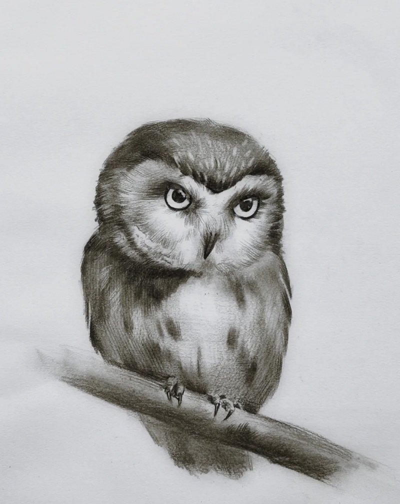 How to draw an easy owl