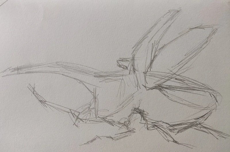 How to draw an egpytian Scarab 1